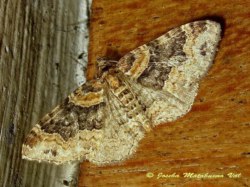 Xanthorhoe ferrugata macho - Geometridae